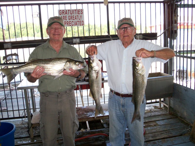 Lake Texoma striper