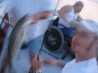 Lake Texoma striper