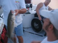 Lake Texoma striper