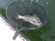 Lake Texoma striper