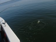 Lake Texoma striper