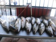 Lake Texoma striper