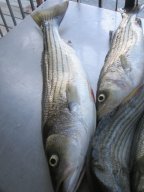 Lake Texoma striper