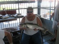 Lake Texoma striper