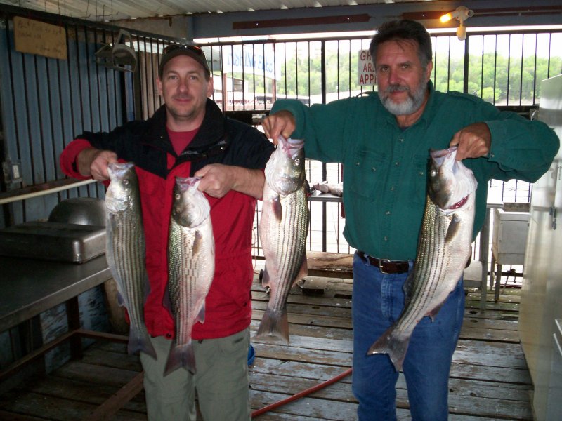Lake Texoma striper